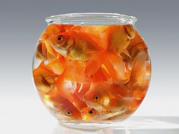 Goldfish bowl