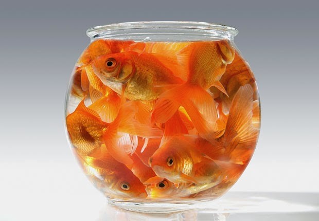 fish bowl water cloudy